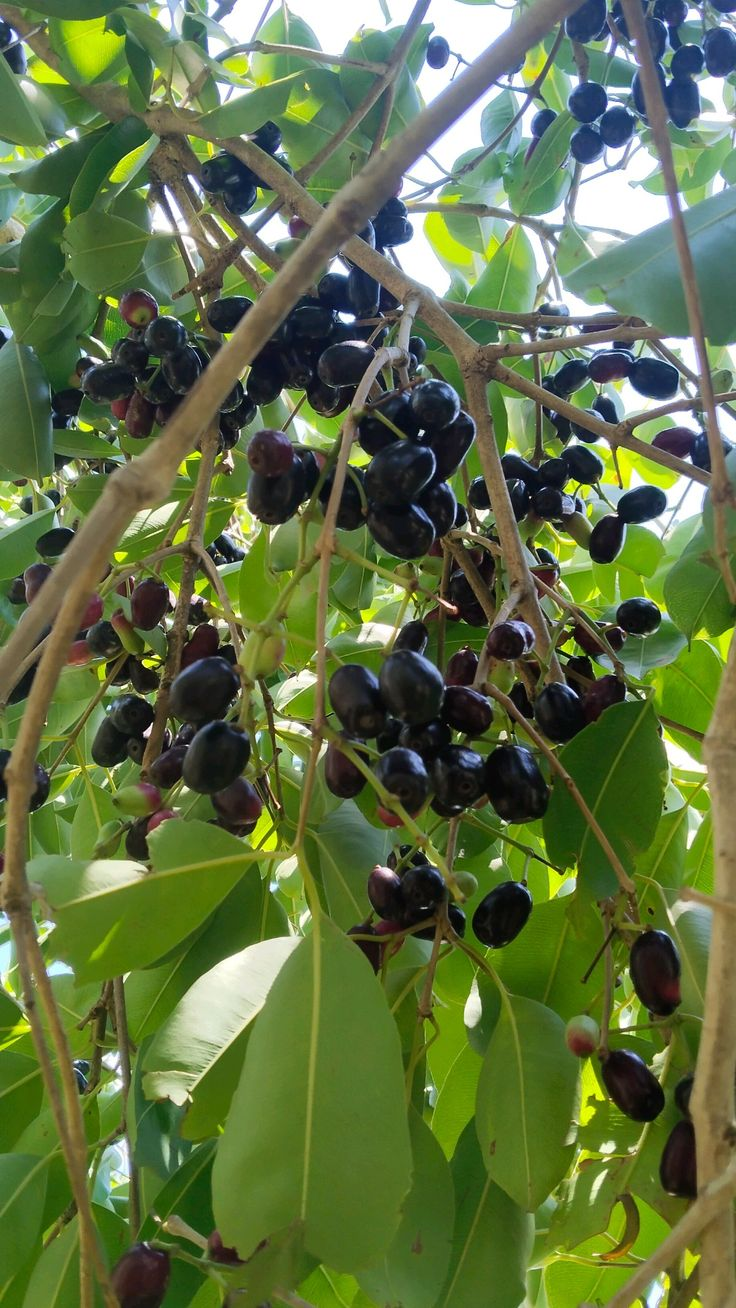 jamun Farm