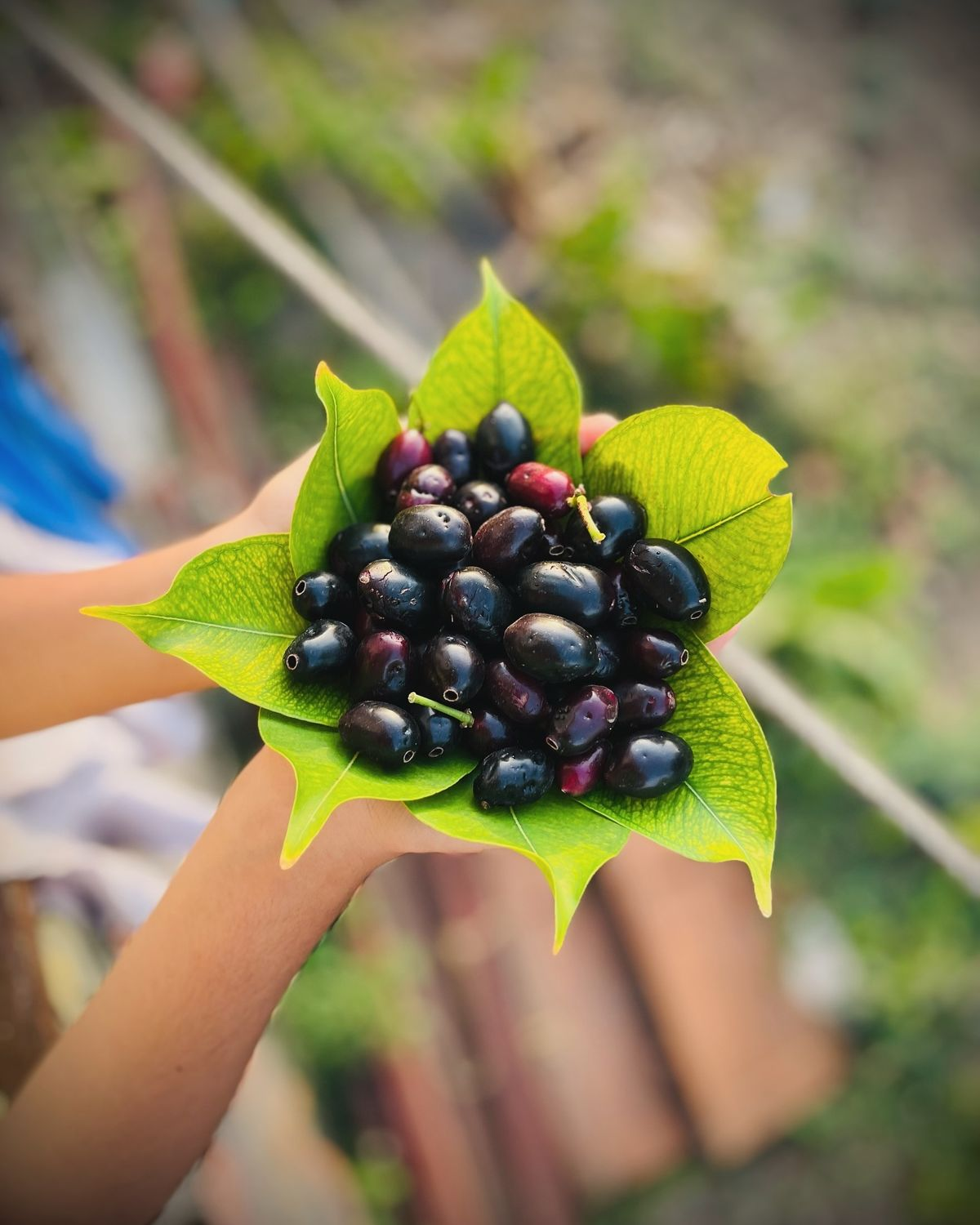 jamun Natural Products