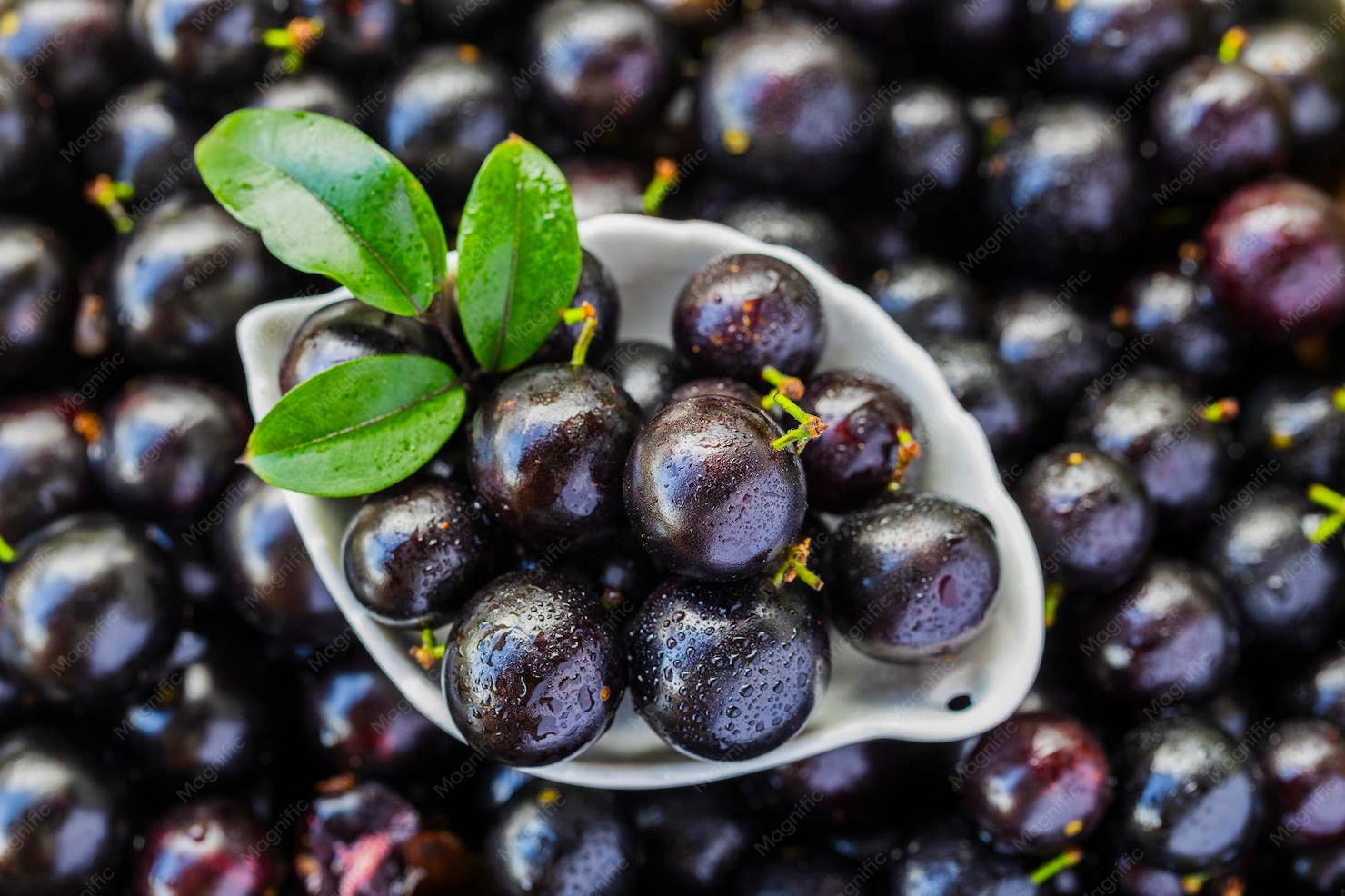 jamun Fruit