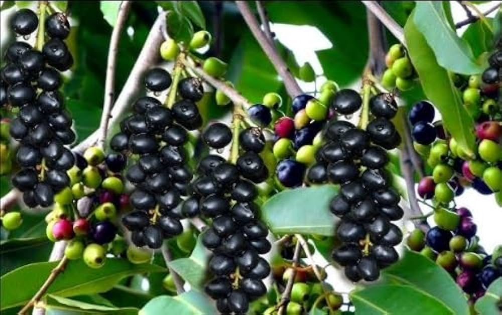 Agricultural Sourcing